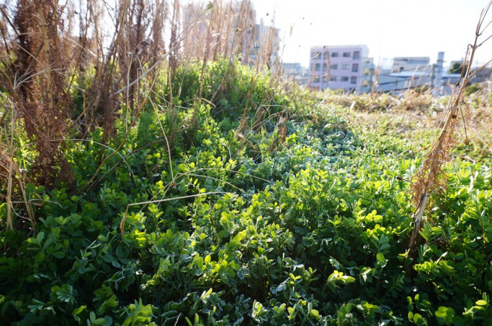 草屋根