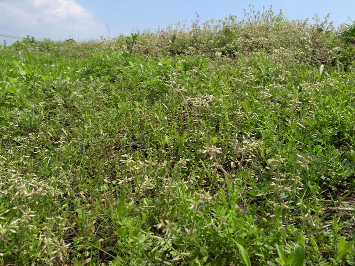 草屋根