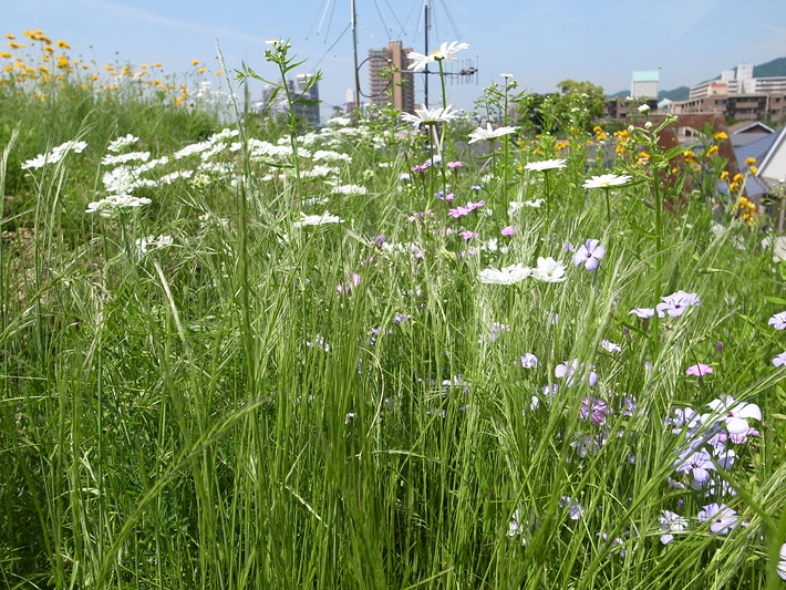 草屋根