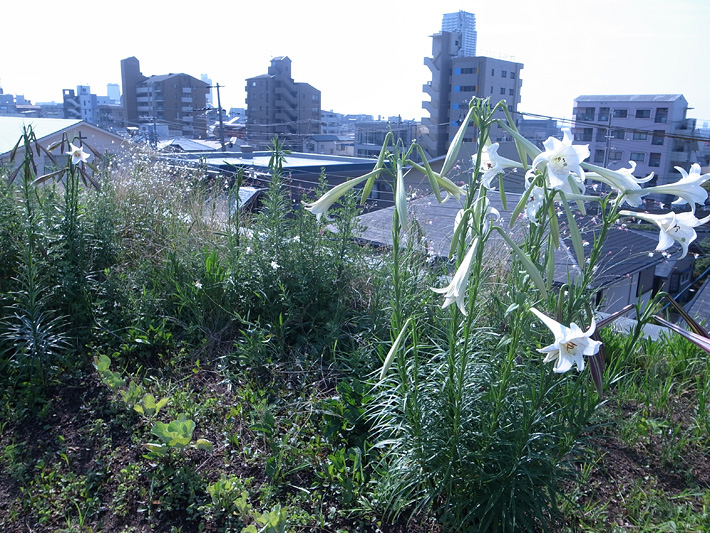 草屋根