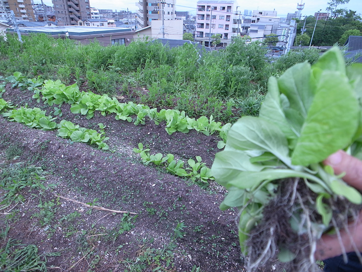 草屋根