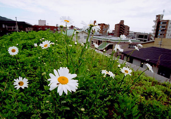 草屋根