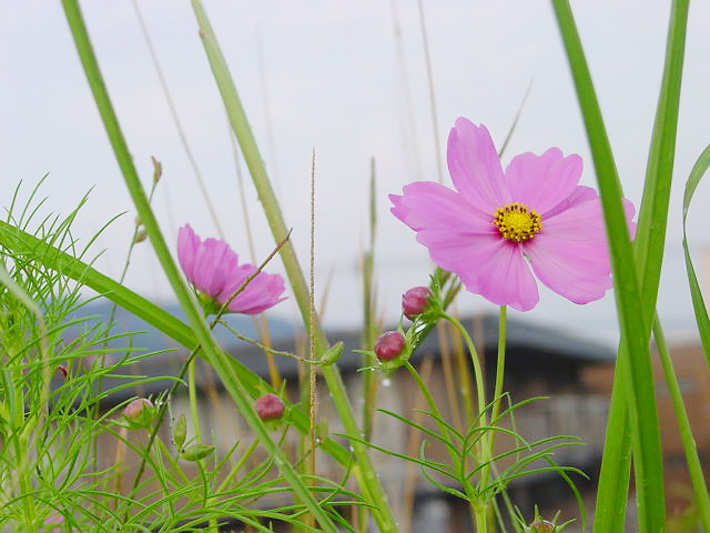 草屋根