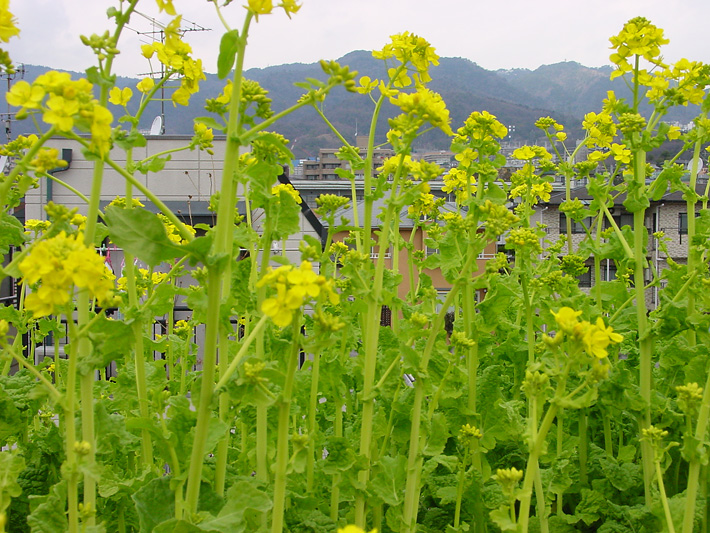 草屋根