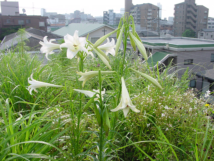 草屋根