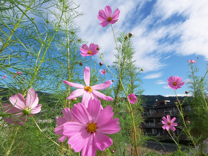 草屋根