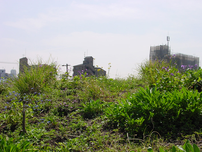 草屋根