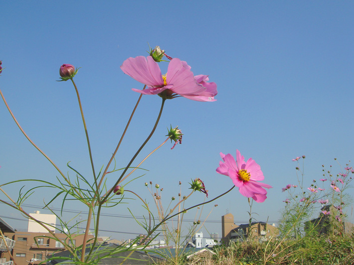 草屋根