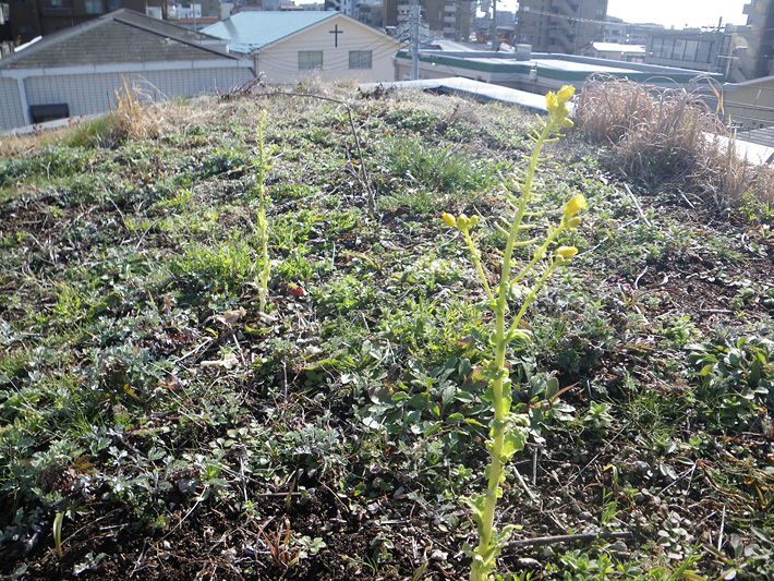 草屋根