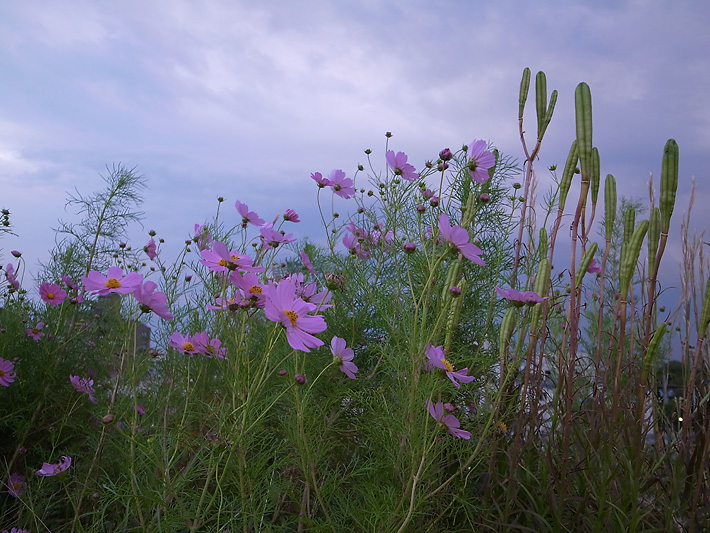 夕暮時のコスモス