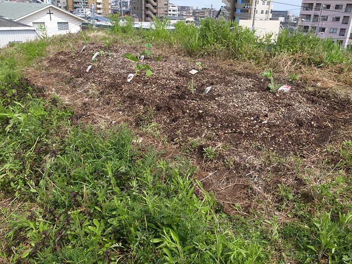 草屋根5月7日