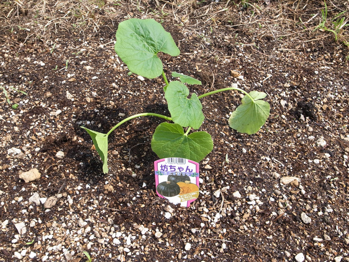 草屋根5月7日 2