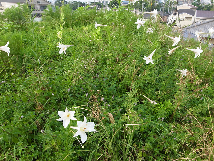 草屋根130812