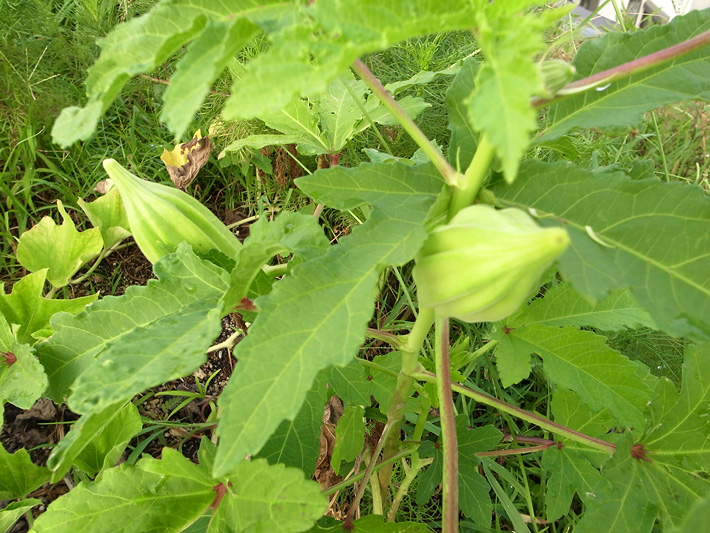 草屋根130812